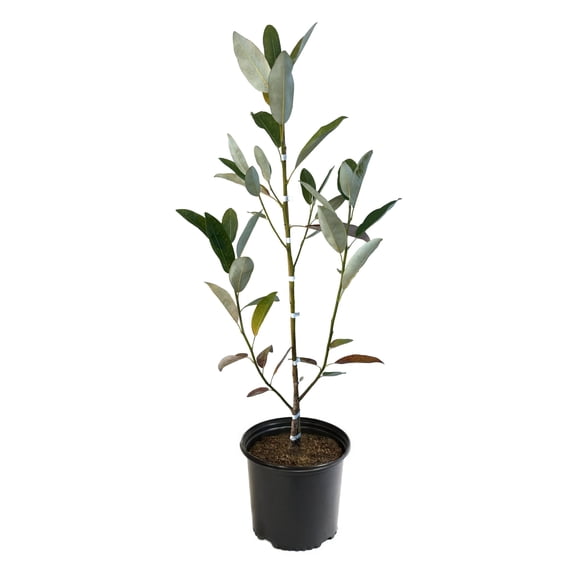 National Plant Network 2 gal. Magnolia Sweetbay Tree