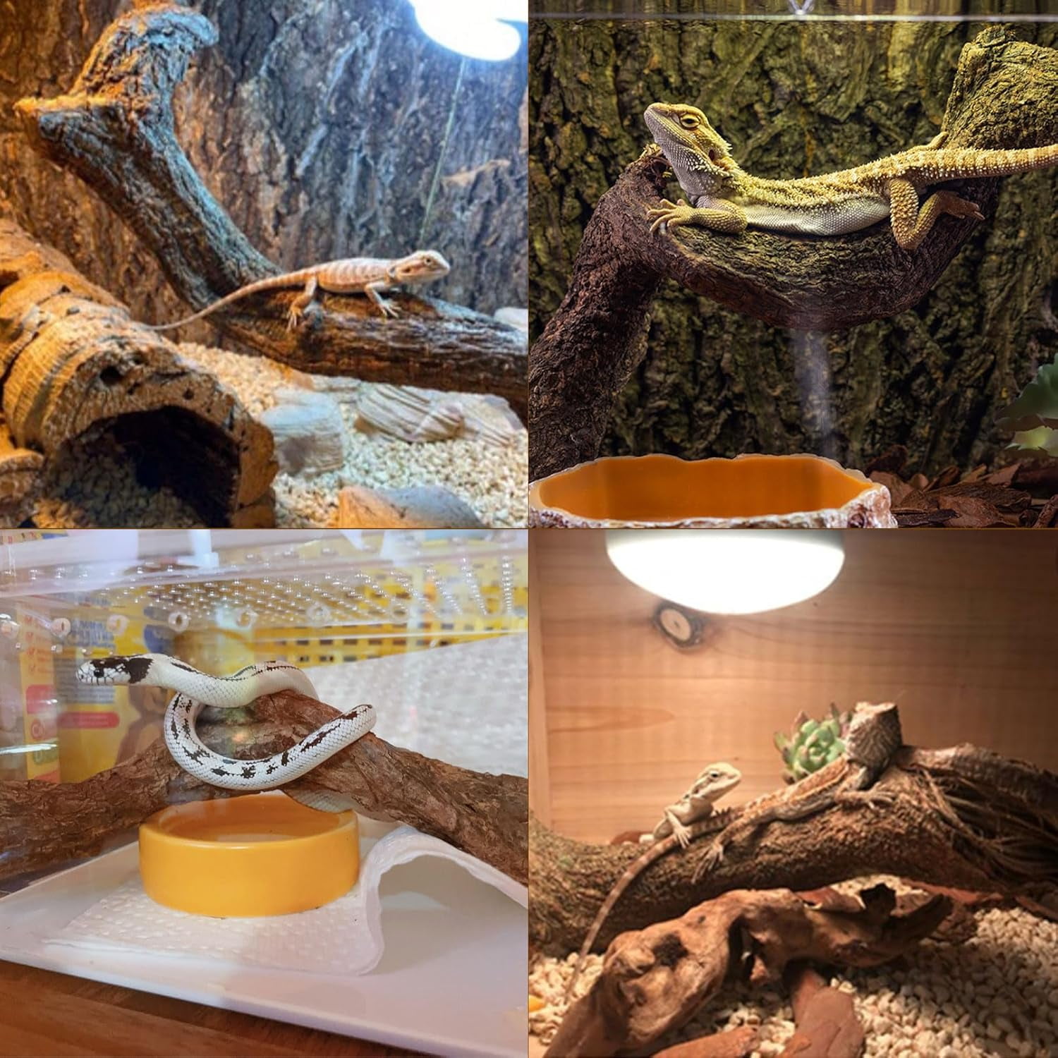 kathson Reptile Forest Climbing Branch Decor, Crested Gecko Climb Wood, Natural Branches Tree for Snake Frog Chameleon Spider Bearded Dragon Terrarium Habitat Tank Accessories,6PCS