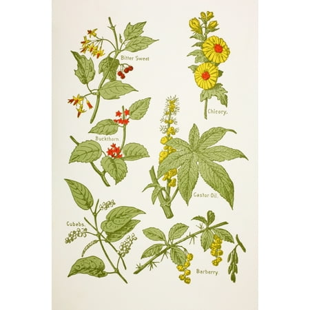 Medicinal Herbs And Plants Clockwise From Top Left Bitter Sweet Chicory Castor Oil Barberry Cubebs Buckthorn From Virtues Household Physician Published London 1924 Canvas Art - Ken Welsh  Design