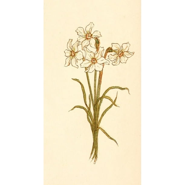 Language of Flowers 1884 Narcissus Poster Print by Kate ...