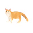 thumbnail image 1 of Figuras de animales de simulación, juguetes educativos, figuras de gatos pequeños, figuras de gato de juguete Amarillo, 1 of 9