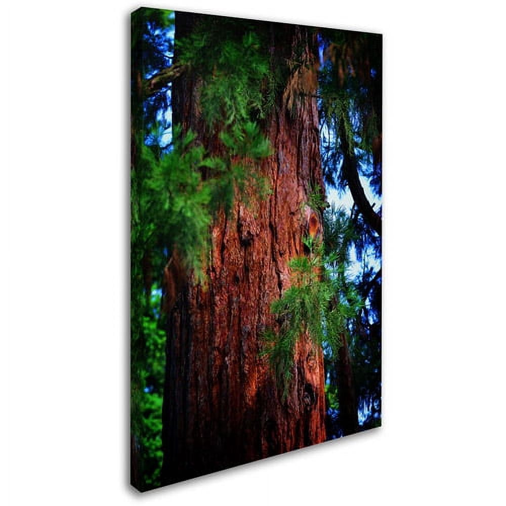 Trademark Fine Art "Giant Sequoia" Canvas Art by Philippe Sainte-Laudy
