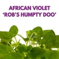 thumbnail image 2 of Harmony Foliage Mini African Violet Rob's Humpty Doo 2 inch White Flower, 2 of 9