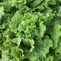 Papaws Garden 2000 Green Ice Loose Leaf Lettuce Plant Seeds, Darker Green Leaves