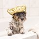thumbnail image 5 of Gorros grandes para perros Ducha para perros Toma fija Perros Ducha Baño S Gorro para mascotas Ducha para mascotas Gorro para mascotas con gorro ajustable para orejas - Dorado, 5 of 5