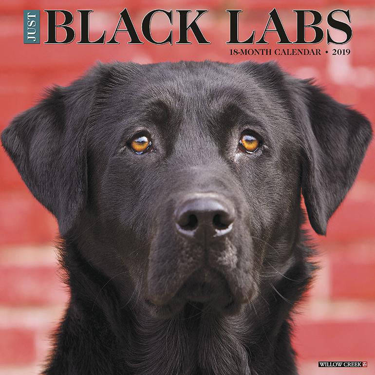 free black labs near me