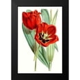 thumbnail image 2 of Curtis 11x14 Black Modern Framed Museum Art Print Titled - Curtis Tulips V, 2 of 5