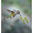 thumbnail image 2 of Huang, Xiaojian 20x21 White Modern Wood Framed Museum Art Print Titled - Small Hummingbird And Tiny Flower, 2 of 4