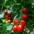 thumbnail image 2 of Purely Organic Roma Tomato Seeds (Premium Heirloom, Non-GMO, Open Pollinated, Vegetable, Full Sun) - Approx 90 Seeds, 2 of 5