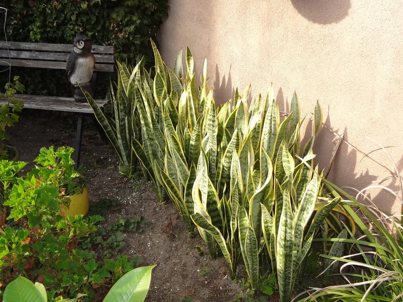 Expert Gardener Live Indoor 24in. Tall Snake Plant Plant in 10in