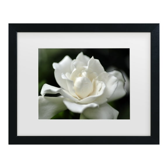 Trademark Fine Art 'Lovely Gardenia' Canvas Art by Kurt Shaffer
