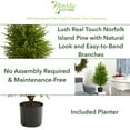 thumbnail image 5 of Nearly Natural 40" Green Norfolk Island Pine Natural Look Artificial Christmas Tree, 5 of 5