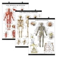 thumbnail image 1 of Set de Posters Palace Learning: Músculos, Esqueleto y Sistema Nervioso, 1 of 7