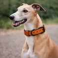 thumbnail image 2 of Collier pour Chien, Collier pour Chien Fait à la Main en Cuir Véritable, Orange avec Doublure Intérieure Vert Bouteille, Boucle Ajustable. Buddies Collars, 2 of 5