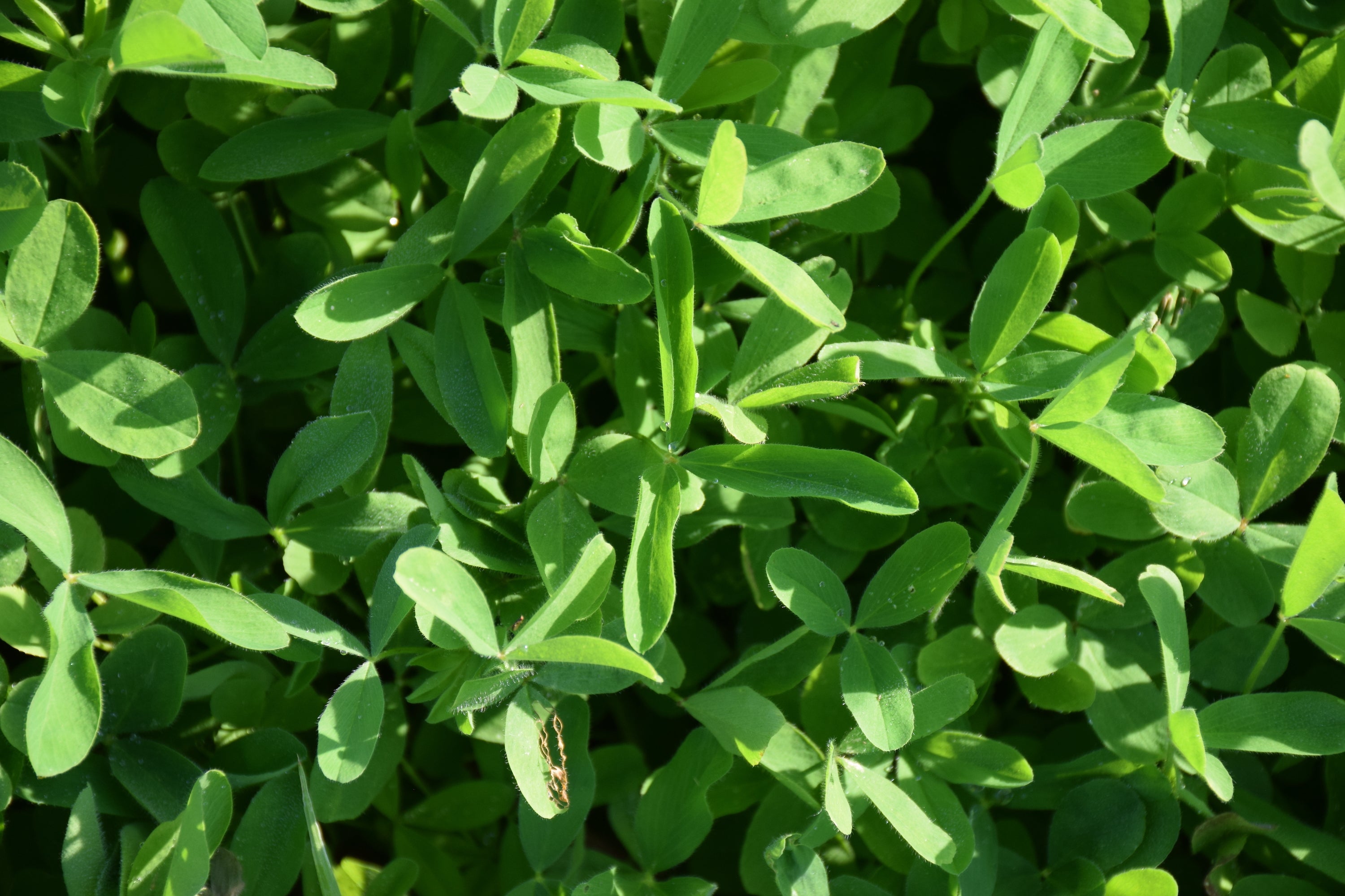 Hale Habitat & Seed Completely Clovers Food Plot Seed Mix, Perennial Year-Round Attractant, 1/2 Acre