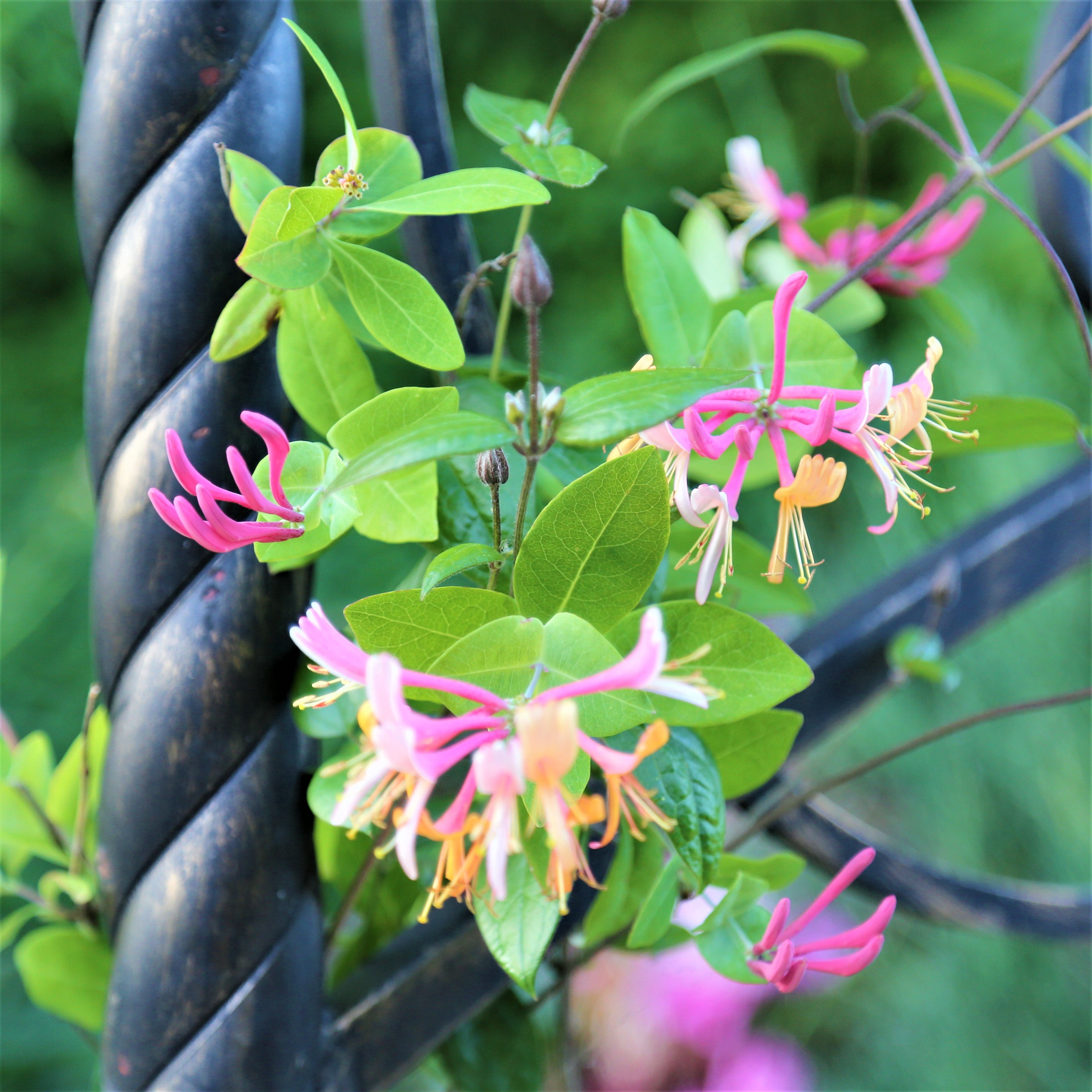 Expert Gardener 2.5QT Honeysuckle Goldflame Live Shrubs Full Sun Yellow