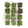 thumbnail image 2 of Home Botanicals Green Succulent (Collection of 12), 2 of 3