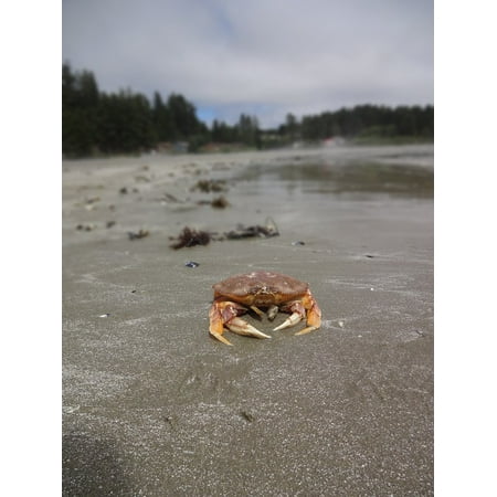 Framed Art for Your Wall Beach Deserted Pacific Rim Crab Vancouver Island 10x13 Frame