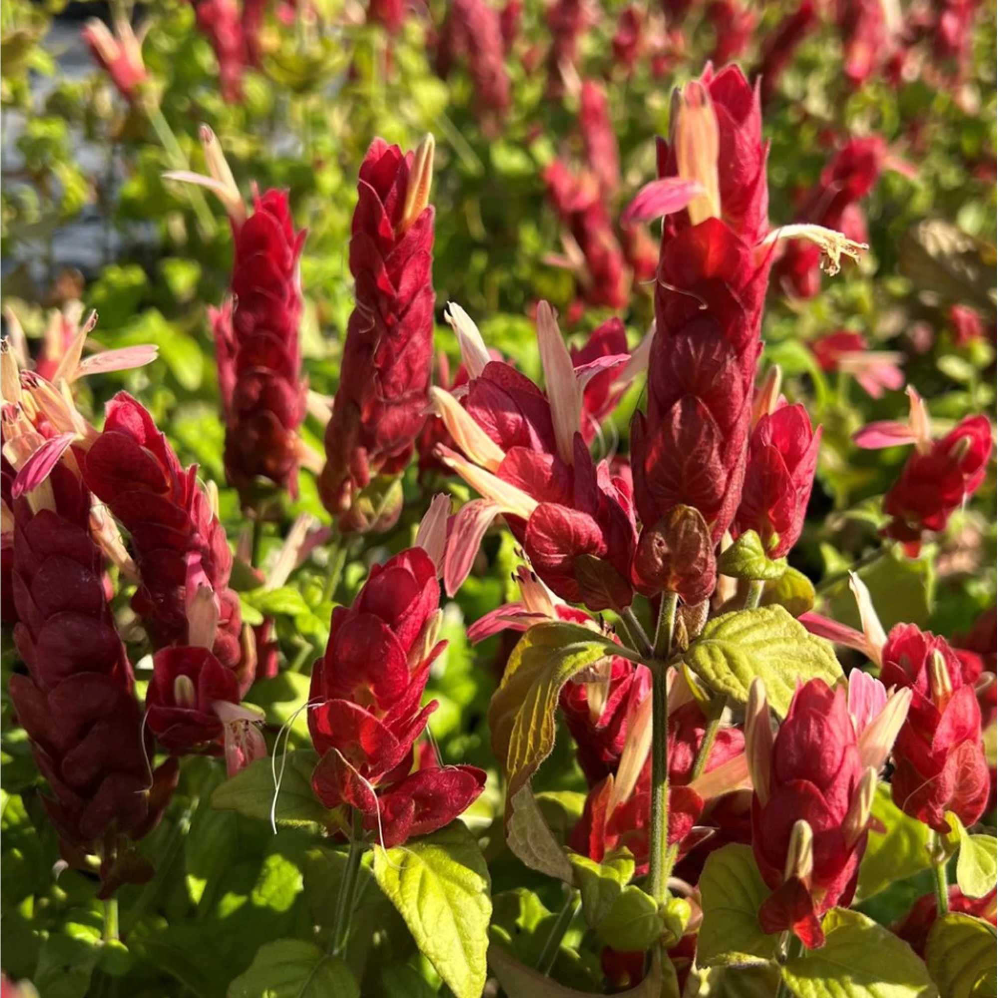 2 Red Shrimp Live Plants 4-6 Inch Tall, Tropical Justicia Brandegeeana Flowering Shrub, Bright Red Garden Plant for Outdoor Growing