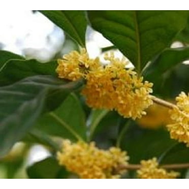 Yellow Flowering Fragrant Tea Olive ( osmanthus ) - Live Plant ( 1 QT )