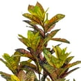 thumbnail image 2 of 48" Croton Potted Plant, 2 of 2