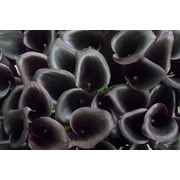 Odessa Calla Lily Bulb - Dark Maroon and Purple - 14/16 cm Bulb