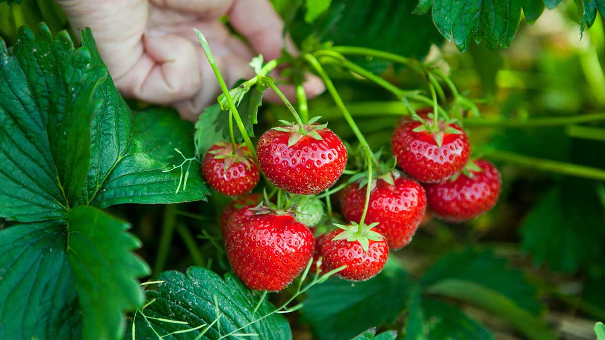 20 STRAWBERRY Giant LARGEST FRUIT ORGANIC EVERBEARING SEEDS, WINTER