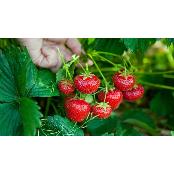 20 STRAWBERRY Giant LARGEST FRUIT ORGANIC EVERBEARING SEEDS, WINTER