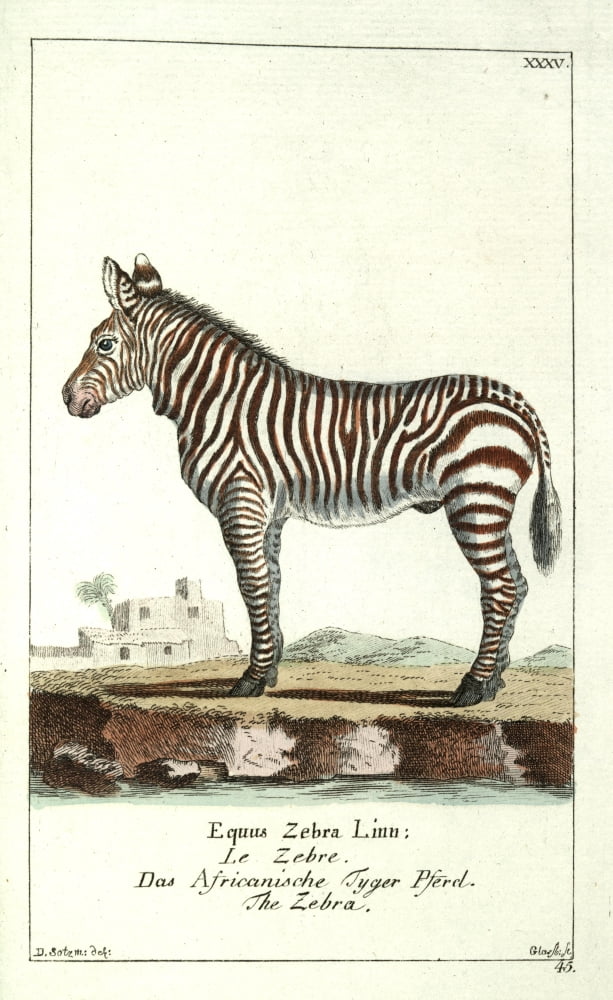 Naturgeschichte Des