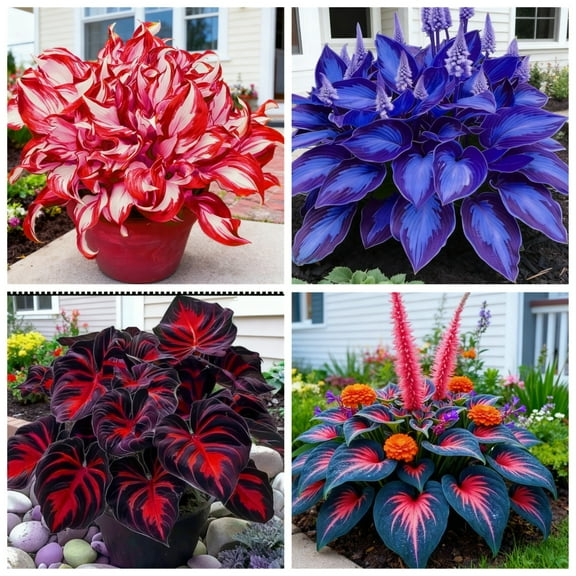 Garden Elegance Decor/ Hostas/rhizomes/ Plants For Planting/ Premium Garden Stakes Perfect for Garden/ Striking