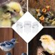 thumbnail image 3 of 3 Pcs Quail Feeder Automatic Parrot Feeder Bird Drinker Bottle Bird Accessories Supplies Hanging Bird Feeder, 3 of 3