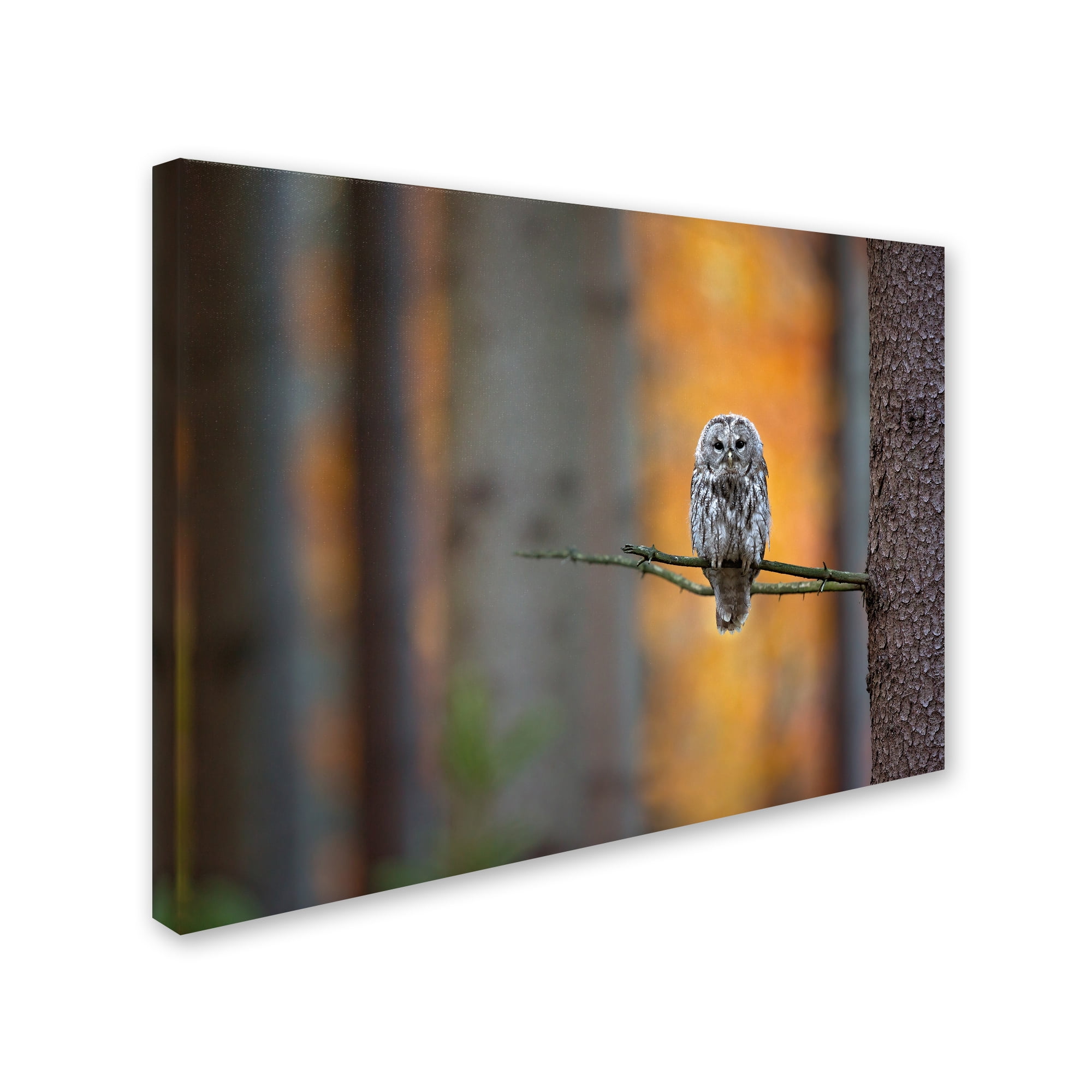 Trademark Fine Art 'Tawny Owl' Canvas Art by Milan Zygmunt