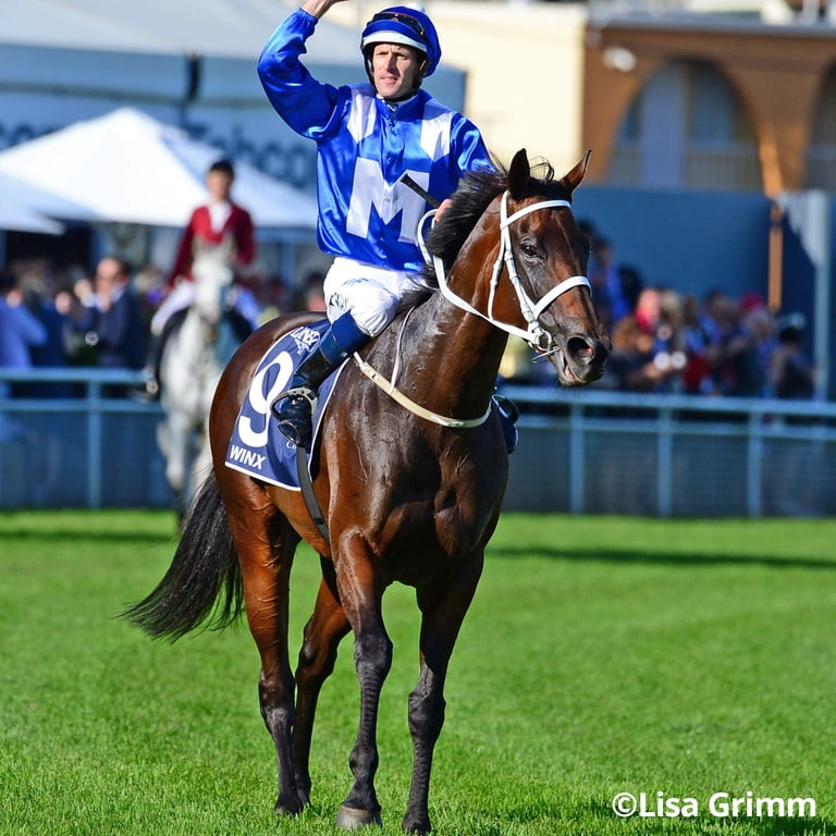 Breyer Horses Traditional Series Winx | Australian Racehorse