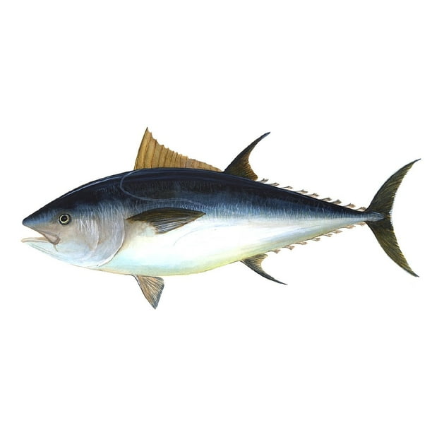 Canvas Print Thunnus Obesus Fish Tuna Bigeye Tuna ...