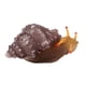 thumbnail image 1 of Caracol de simulación, decoración luminosa duradera para acuario, caracol Artificial de goma para acuario de pecera, 1 of 5