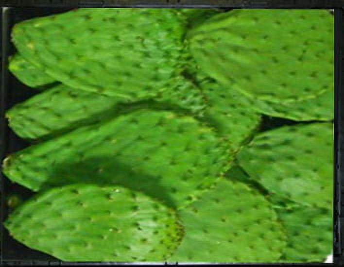 Fresh Cactus (Nopales) Leaves, 1 lb