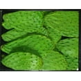 thumbnail image 2 of Fresh Cactus (Nopales) Leaves, 1 lb, 2 of 2