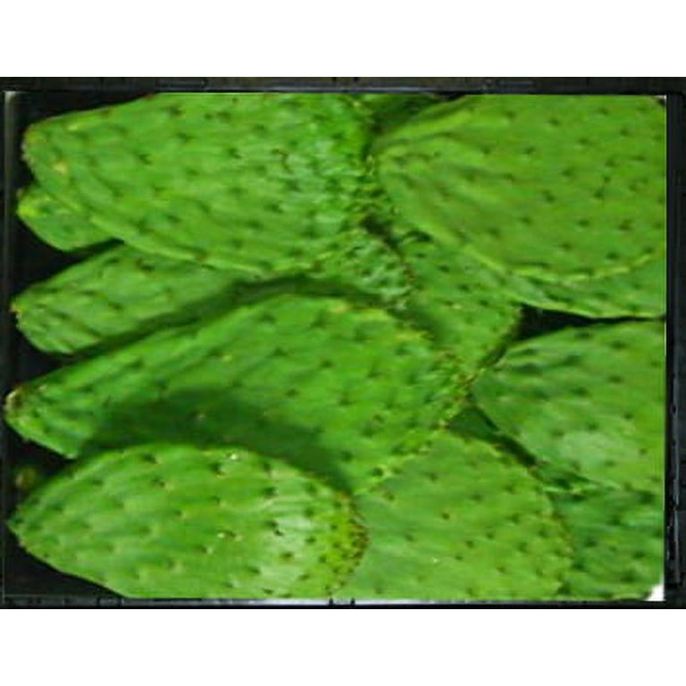 cactus toner pads YADAH Cactus Toner Pads main image 1