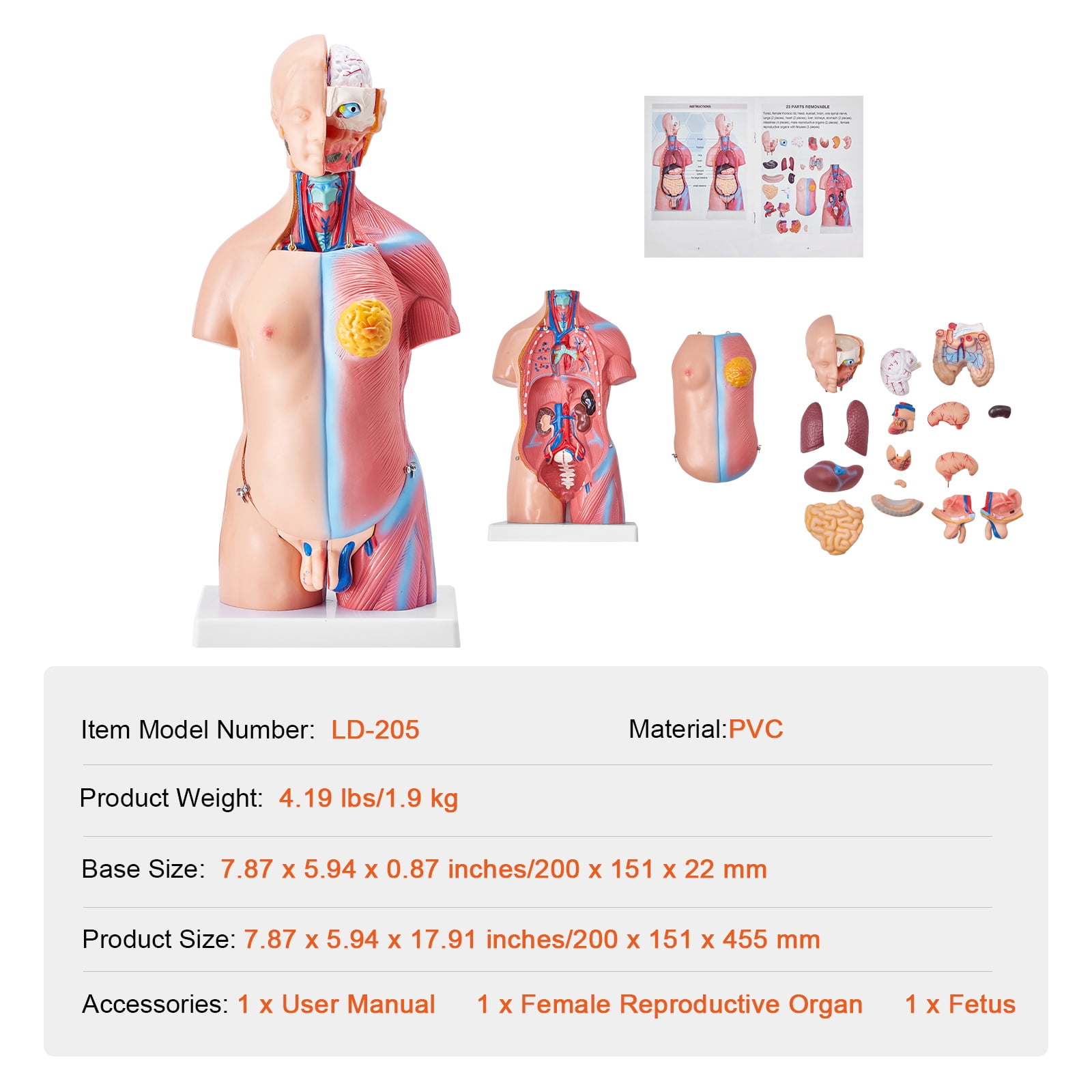 KFFKFF Anatomical Representation of Human Body, 18 inch, 23 Component Unisex Human Torso Skeleton Model with Detachable Organs, Instructional Aid for Student's Scientific Knowledge Enhancement