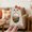 B#20, variant on Halloween Wooden Photo Frame Tabletop Stand, Cute Small Pumpkin Ghost Shaped Picture Frame for Tiered Tray Decor C