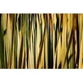 thumbnail image 2 of Robertson, Leda 14x11 Black Ornate Wood Framed with Double Matting Museum Art Print Titled - Desert Grasses I, 2 of 4