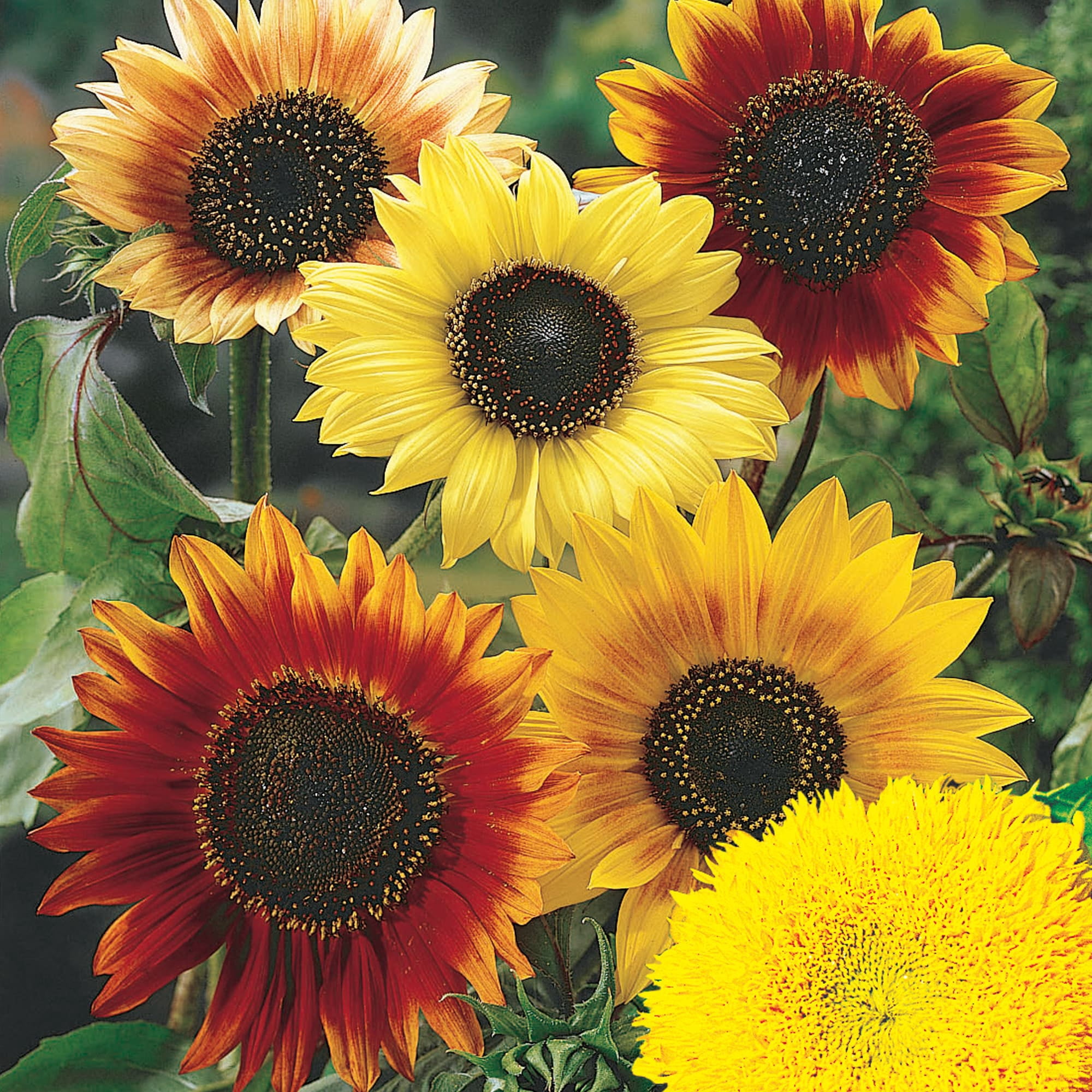 American Seed Sunflower Border Box Mix Annual Flower Seeds Full Sun