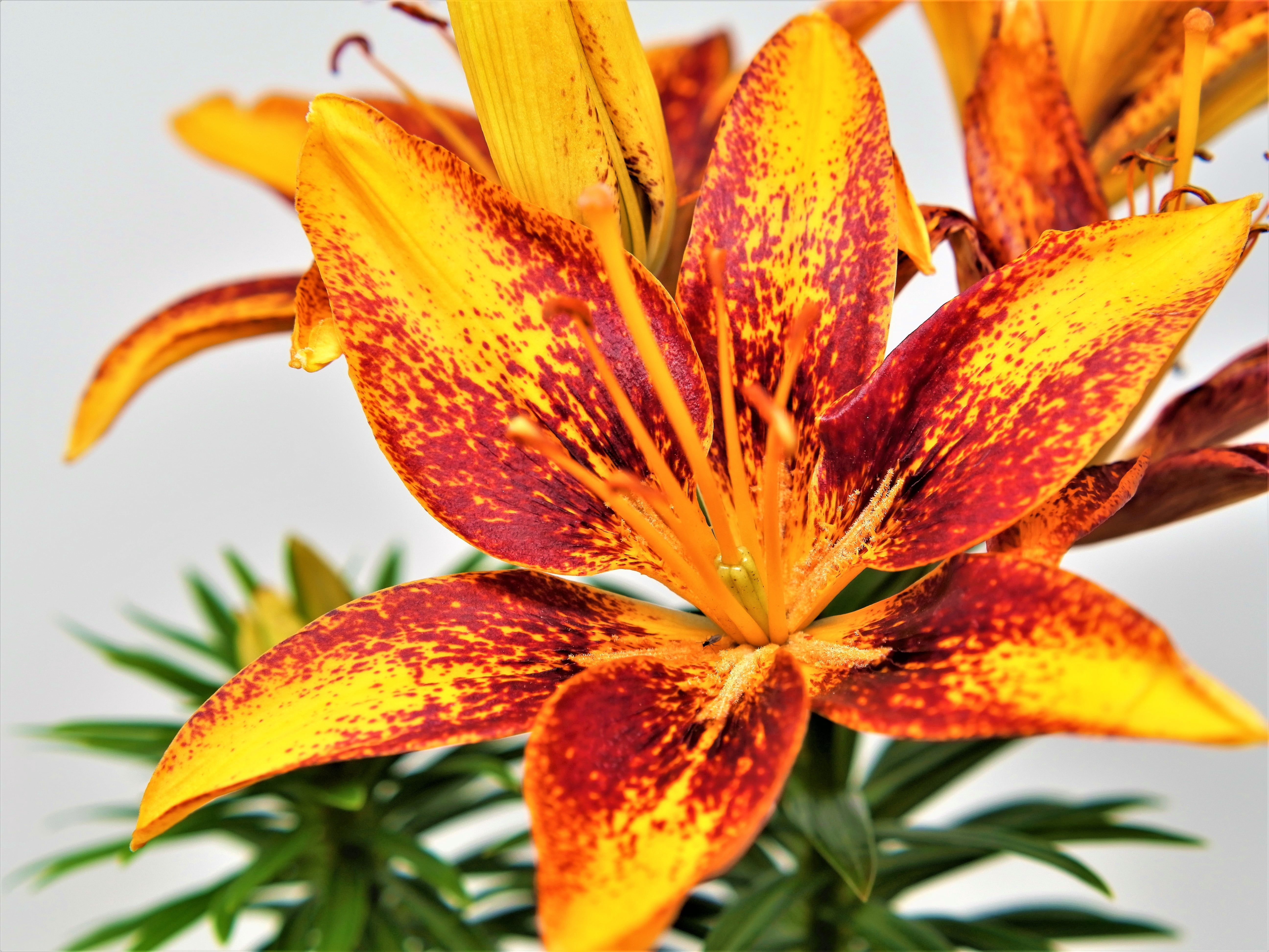 Better Homes and Gardens Outdoor Live Plant Asiatic Lily Bi-Color Orange, Pink, Purple, Red, Yellow 2.5QT, Sun
