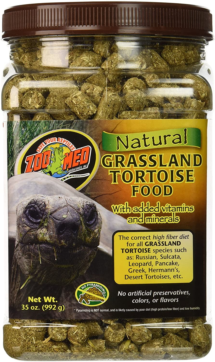greek tortoise for sale petsmart