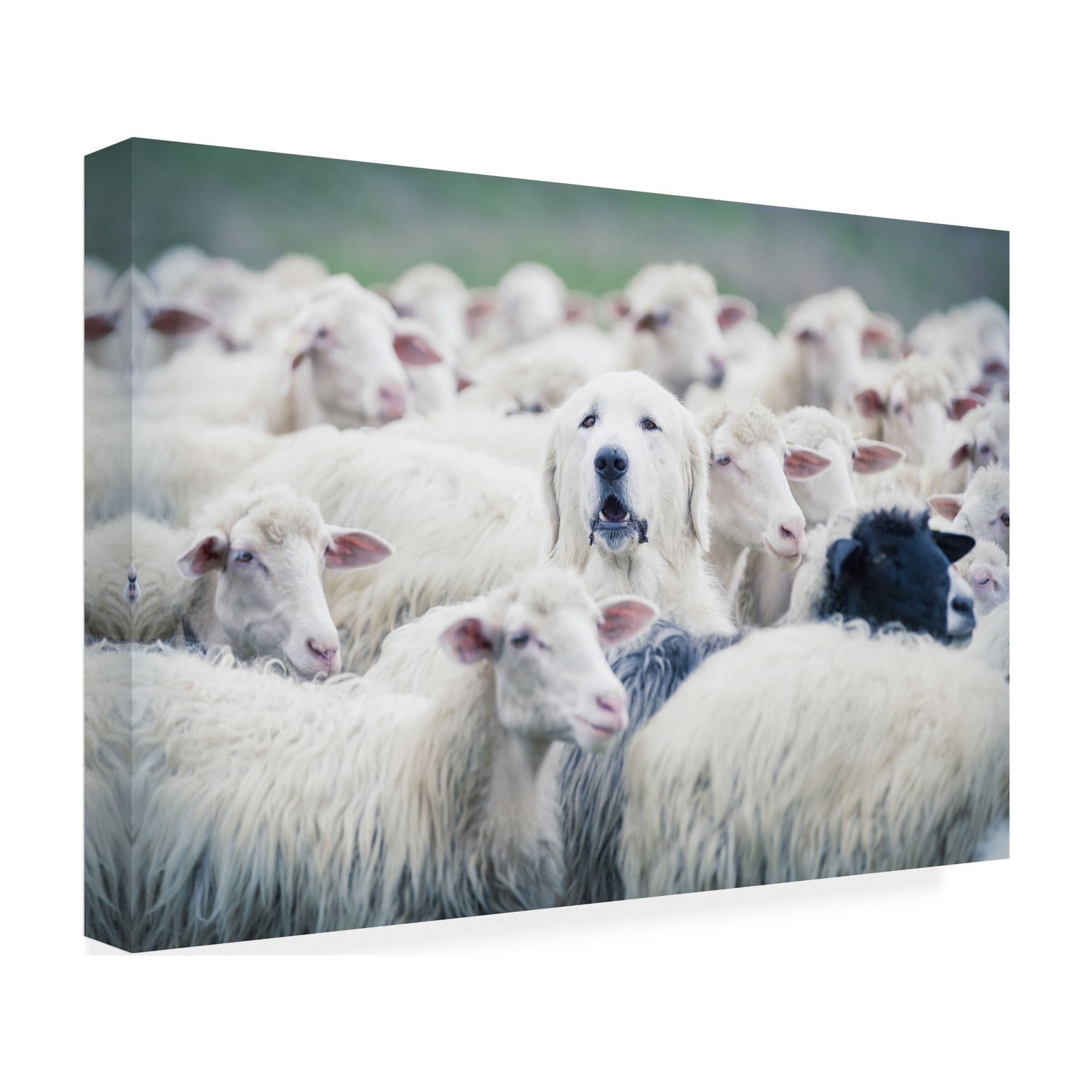 Adrian Popan 'In Disguise' Canvas Art