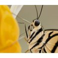 thumbnail image 1 of Visage de Papillon - Peinture Diamant DIY, 1 of 6