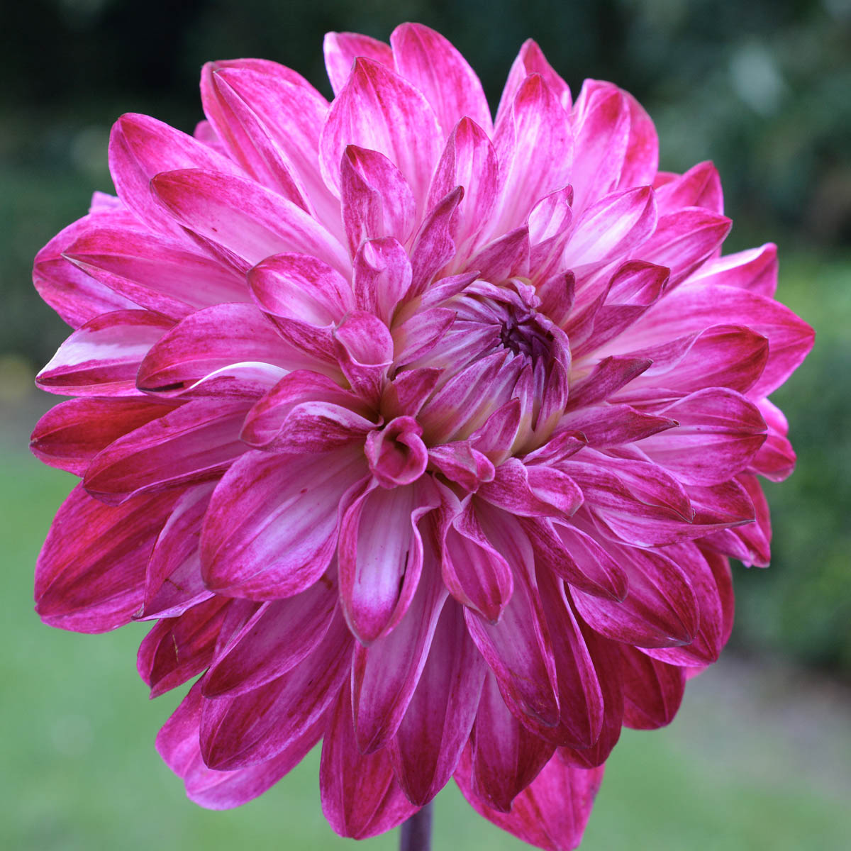 Merlot Magic Dahlias Dormant Bare Root Plants (3-Pack) - Walmart.com
