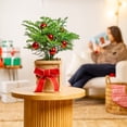 thumbnail image 4 of Christmas Tree, Bright Direct Sunlight, Indoor Live Houseplant, 6" Fabric Décor Pot, 4 of 12