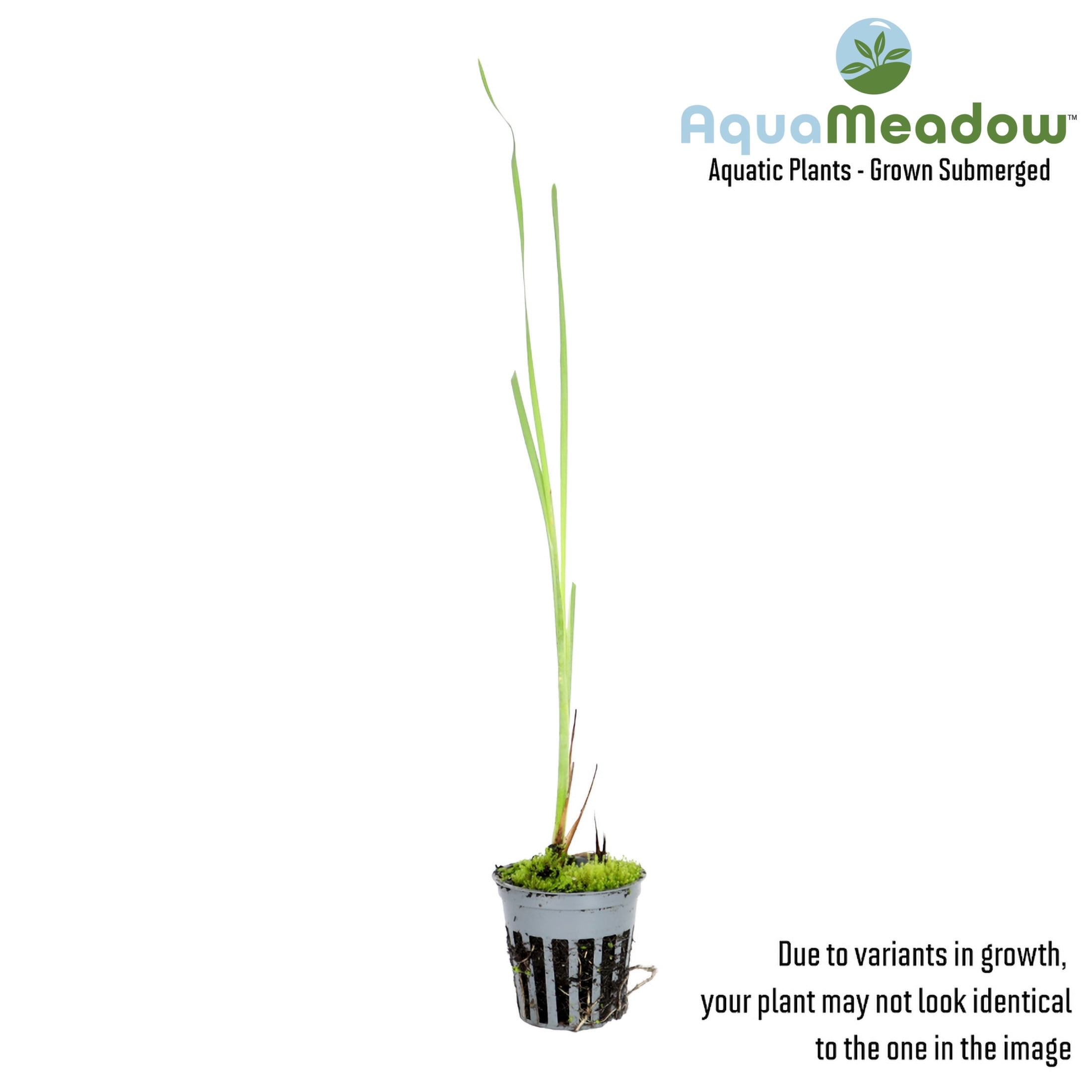 AquaMeadow Dwarf Cattail Potted 3pk
