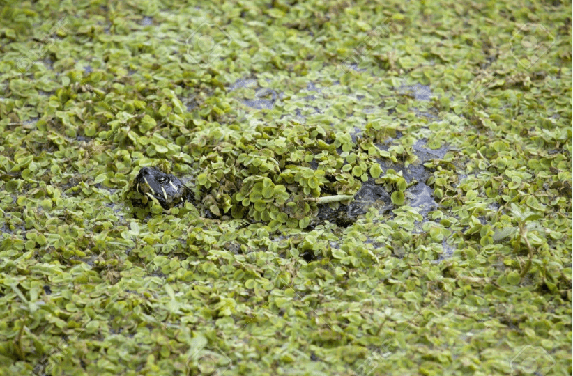1000+ Live Duckweed Plants – Indoor Grown Organic Floating Aquarium Plant – Fast Growing Natural Fish Tank Water Cleaner for Freshwater Aquariums & Ponds
